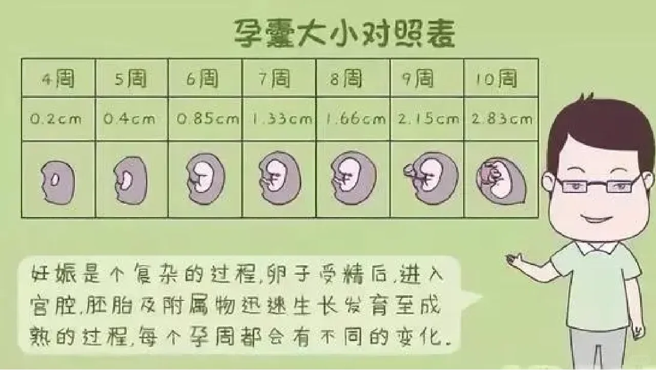 怀孕后怎样通过b超单子看【孕囊大小】,代孕那做得较好